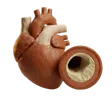 Cholesterol & Triglycerides